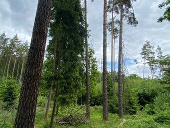Lesní pozemek Lštění nad Zubřinou - 5