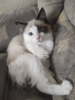 Ragdoll kocourek bez PP - 5