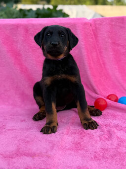 Beauceron štěňátka s PP ze zahraničního spojení - 5