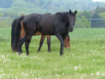 Rodinný kůň, 11 let - 5