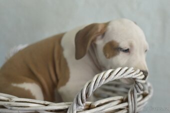 Americký stafordšírský teriér PP - 5