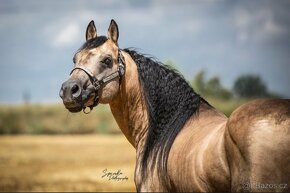 Připouštění QH hřebci 7panel N/N - 5