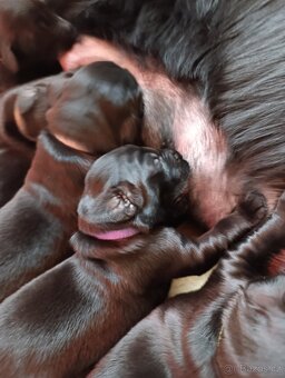 Flat coated retriever - 5