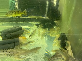Prodam arowana , cichla , pirana….. - 5