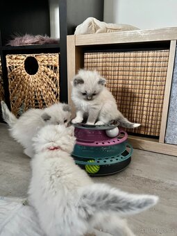 Blue mitted Ragdoll s PP - 5