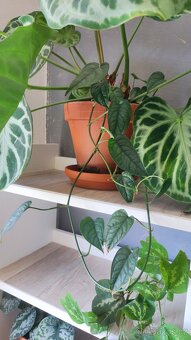 Monstera albo, anturium, pokojové rostliny - 5