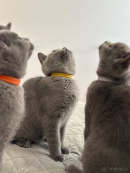 Britská modrá krátkosrstá kočka s PP - 5