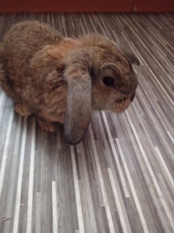 Zakrsly králík minilop - 5