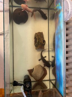 3 velké axolotly + vybavení - 5