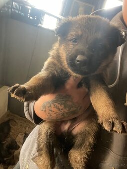 Inzerát – štěňata německého ovčáka - 5