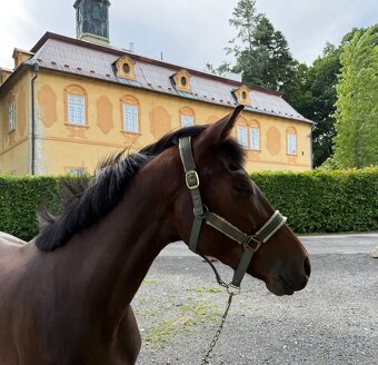 4letá vestfálská kobylka - 5