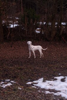 🤍Dalmatín🖤 - 5