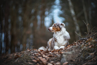 Meopta Meostigmat 70/1 pro Sony - 5