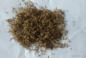 Oman srstnatý- Inula hirta 1000 semen 50 Kč - 5