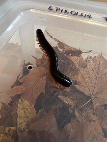 Prodej - Mnohonožka červená (Epibolus pulchripes) - 5