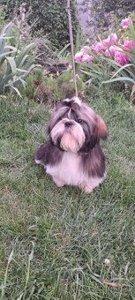 Shih tzu s PP / shi-tzu / shi tzu - 5