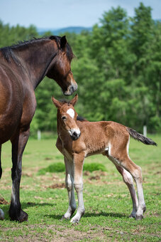 Roční klisnička welsh pony of cob type. - 5