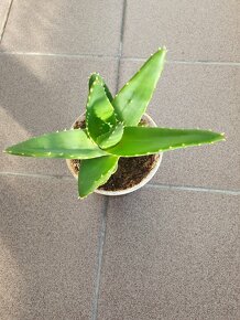 Sazenice aloe vera - 5