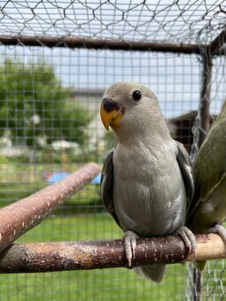 Agapornis růžohrdlý 🦜 - 5