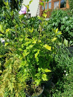 Vrba,trvalky, prunus, cercis - 5