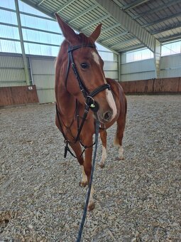 Šikovný mladý valach ČT - 5