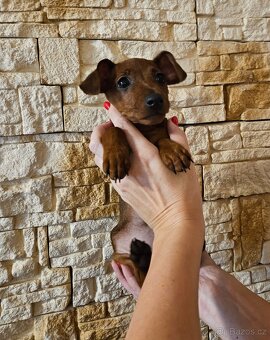 Trpasličí pinč s průkazem původu - 5