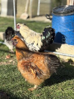 mladí kohouti Hedvábničky a Pavlovky - 5