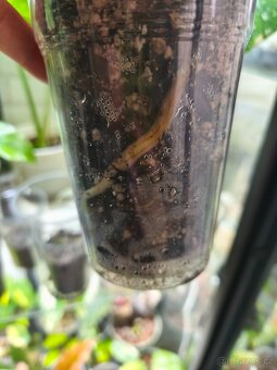 Monstera Thai Constalation - 5