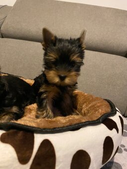 Yorkšírský terier - 5