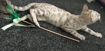 Bengálská kočka,bengálské kotě - 5