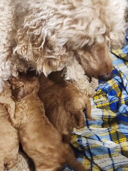 Pudl trpasličí s P.P. - 5