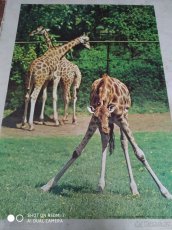 Origin.nástěnné plakáty, 80. let 20. století - Exot. zvířata - 5
