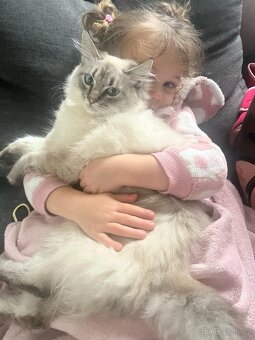 Kocourek ragdoll ke krytí - 5