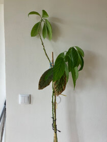Avokado - 5