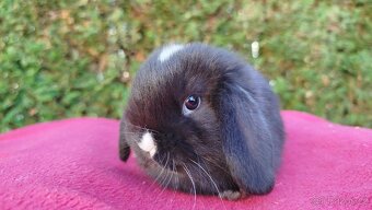 Zakrslý beránek, králíček, králík - DAN - 5