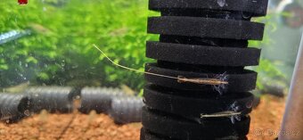 Krevetky Atyopsis Moluccensis (Bamboo Shrimp, Molucka) - 5