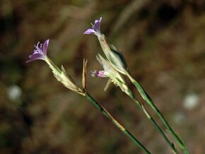 Hvozdíček prorostlý - Petrorhagia prolifera 400 semen 50 Kč - 5