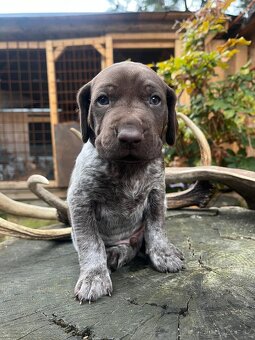 Štěňata - NKO německý krátkosrstý ohař lovecký pes fena - 5