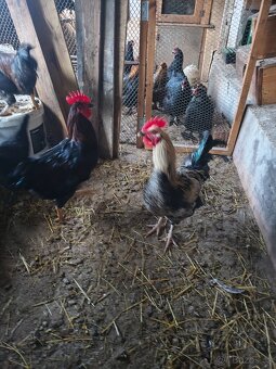 Kohouti 🐓 - 5