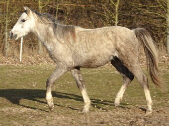 Prodám hřebce welsh pony, sekce B. - 5