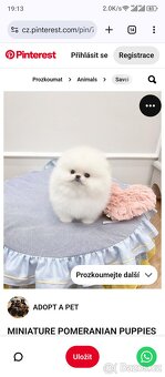 Pomeranian - 5
