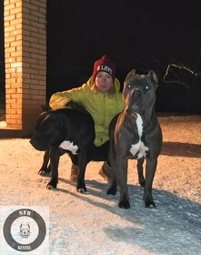 American Bully xl/ xxl krytí - 5