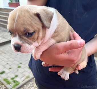 Štěně American Bully - 5