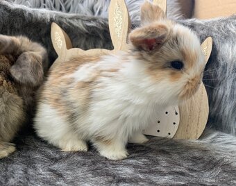 ❤️❤️Minilop Beránek Kralicek k rezervaci - 5