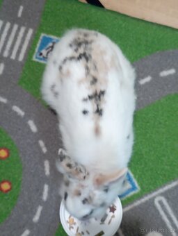 Zakrslý králík, králíček Lion head Žofinka - 5