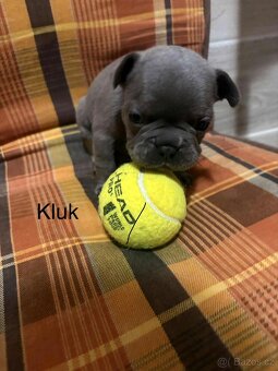 Prodám francouzský buldočky - 5