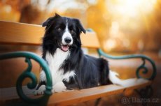 Krytí chovným psem plemene border kolie - 5