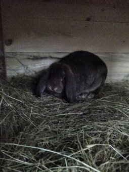 Francouzský Beran - 5