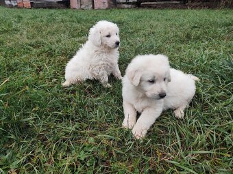 Slovenský čuvač bez PP - 5