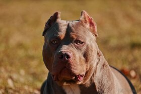 American bully - 5
